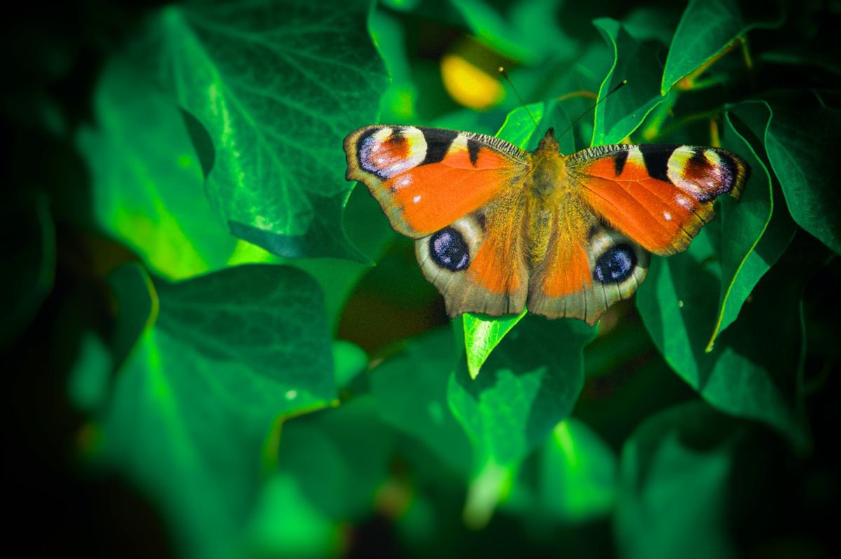Butterfly by Marc Ehrenbold