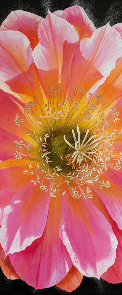 Echinopsis Flower by Ira Volkova