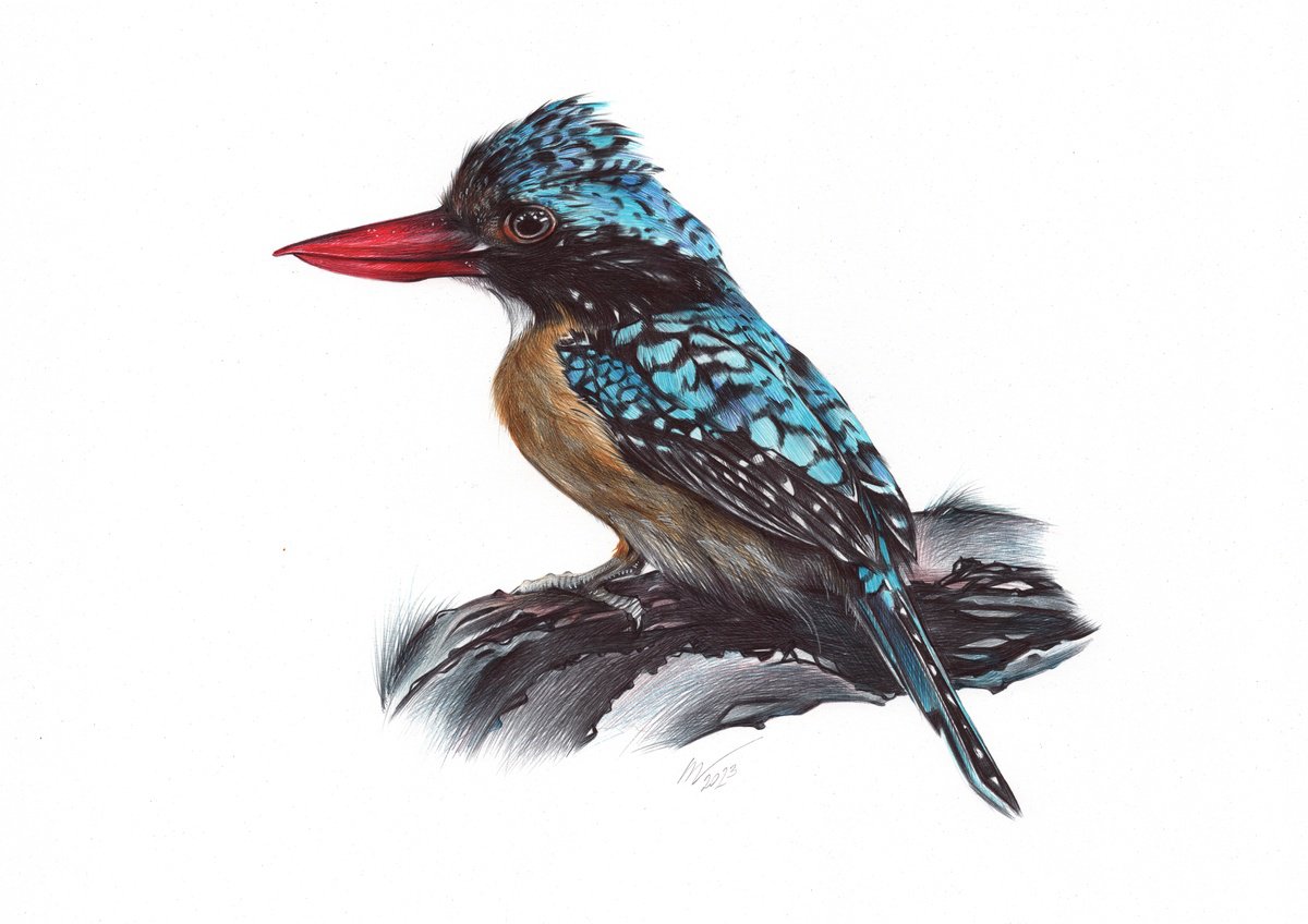 Banded Kingfisher (Realistic Ballpoint Pen Drawing) by Daria Maier