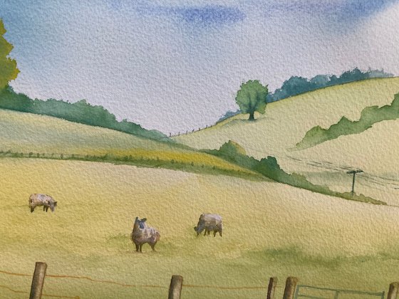 Summer pasture in Shropshire