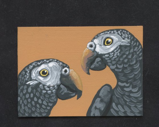 ACEO ATC Original Miniature Painting African Grey Parrot Pet Bird Art-Carla Smale