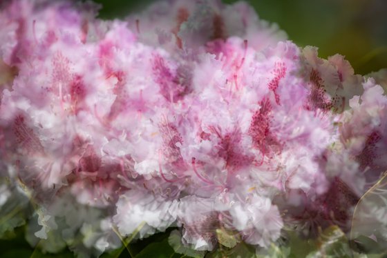 Pink 3
