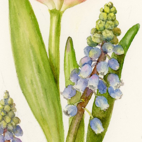 Tulip and Muscari.