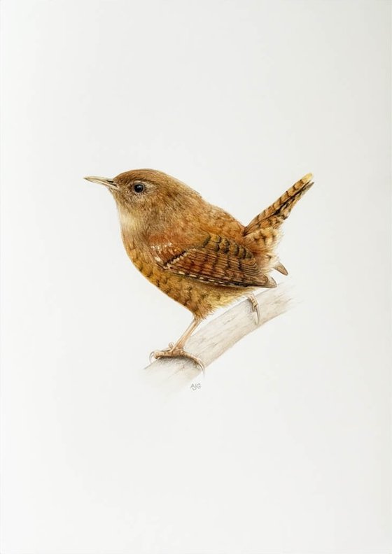 Wren