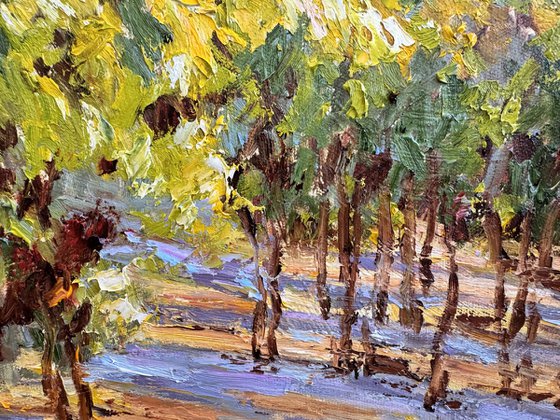 Vignes sous le soleil