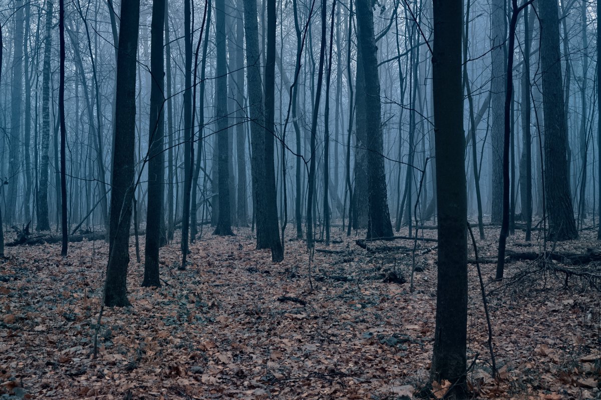 Fog #7 by Oleg Chumakov