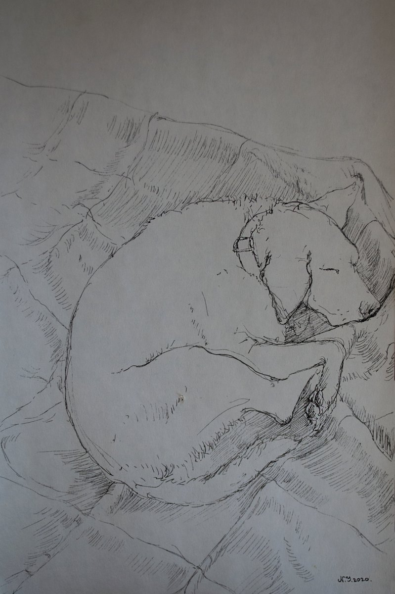 Illustrative Ink Drawing , Curled Up I By Nikola Ivanovic, 8 X 12, Artwork For Sale On Artfinder