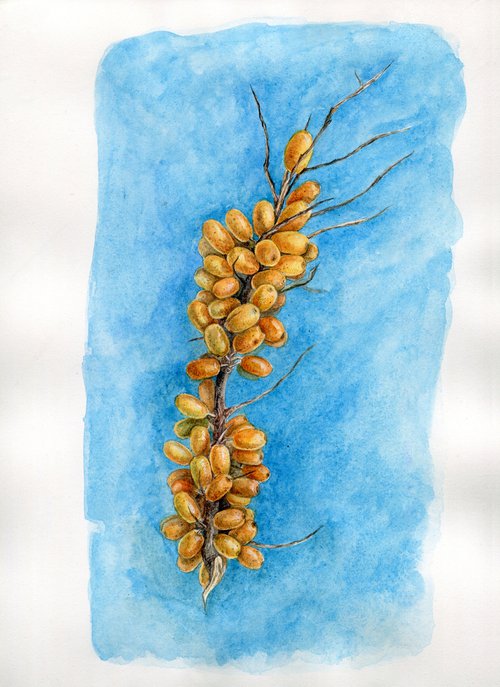 Seabuckthorn watercolor illustration on bright blue background by Liliya Rodnikova