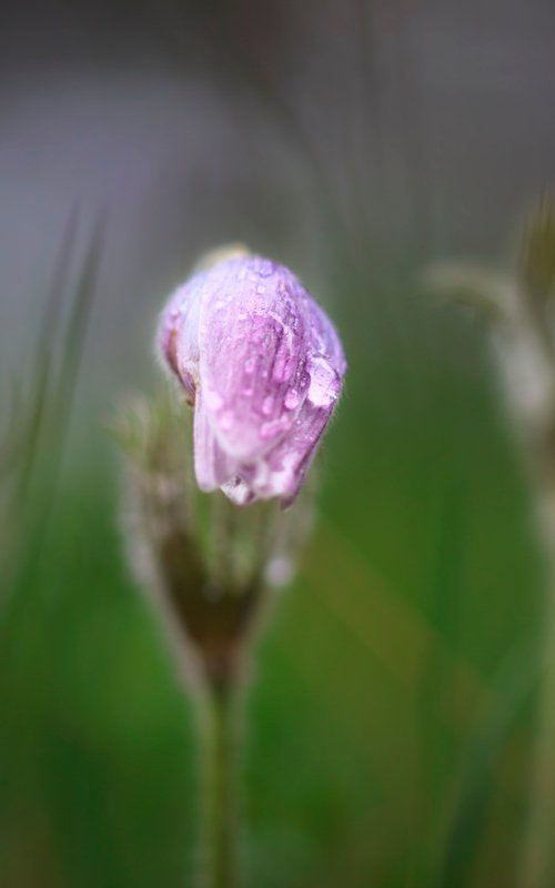 Springtime by Kevin Cloughley