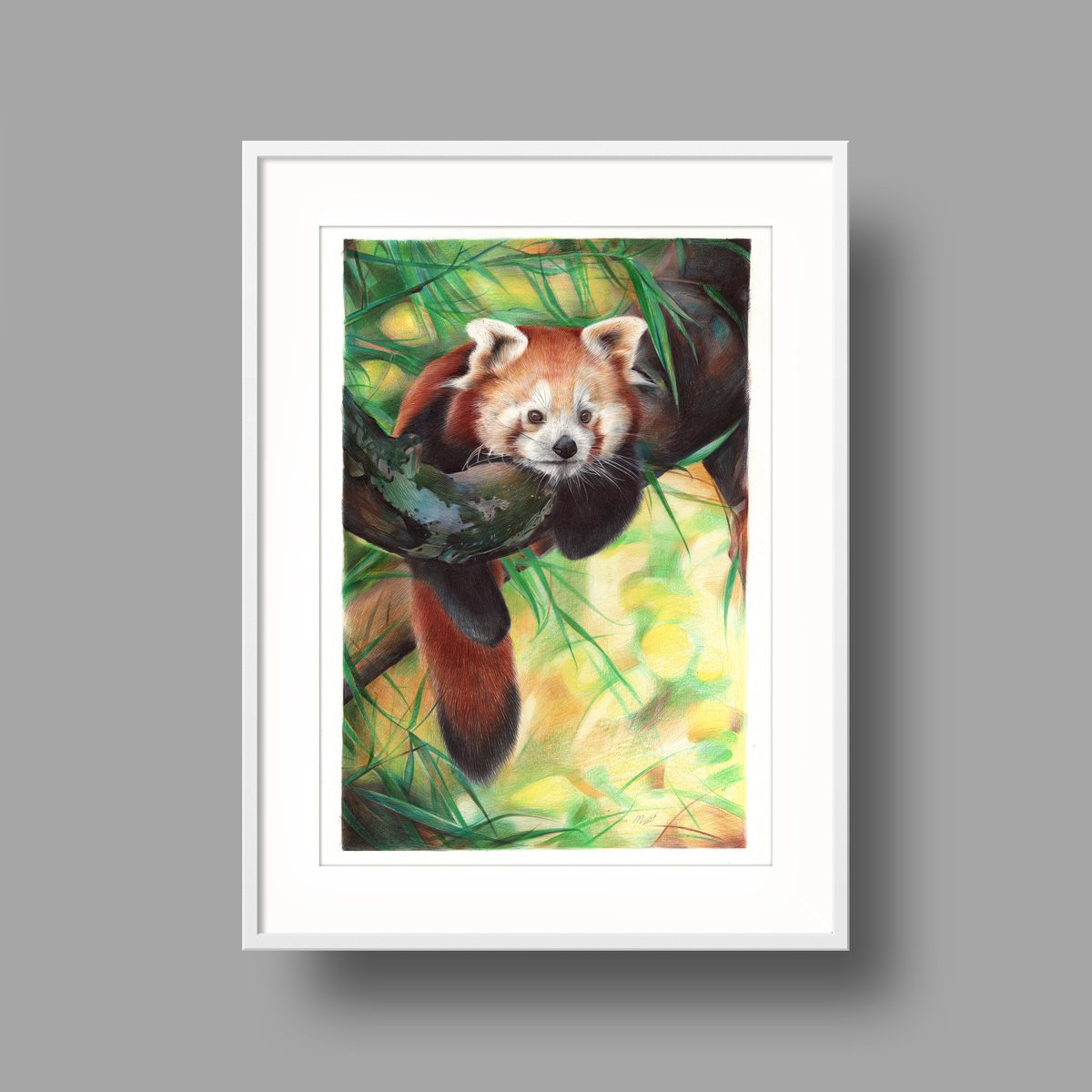 Red Panda Drawing Wildlife Art Hand Drawn Animal Illustration ORIGINAL  Artwork 8x10 -  Canada