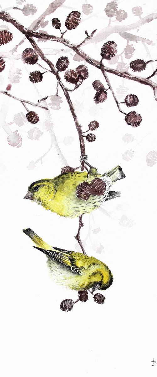 Siskins with Alder, 20x30cm, watercolour painting by Karolina Kijak