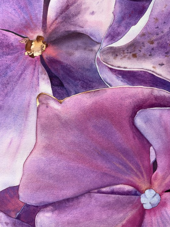 Miss Hydrangea