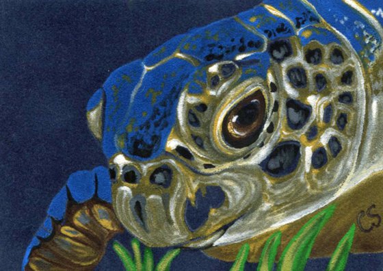 ACEO ATC Original Suede Painting Sea Turtle Marine Wildlife Art-Carla Smale