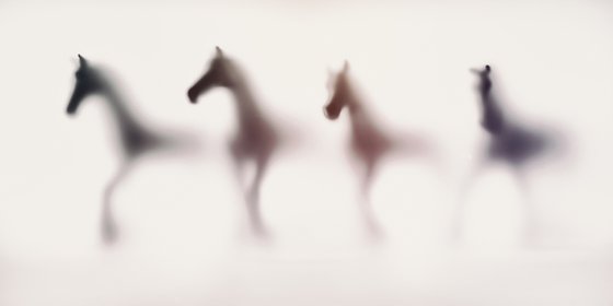 WILD LENS - HORSES IV