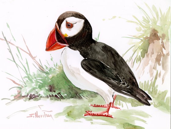 Puffin