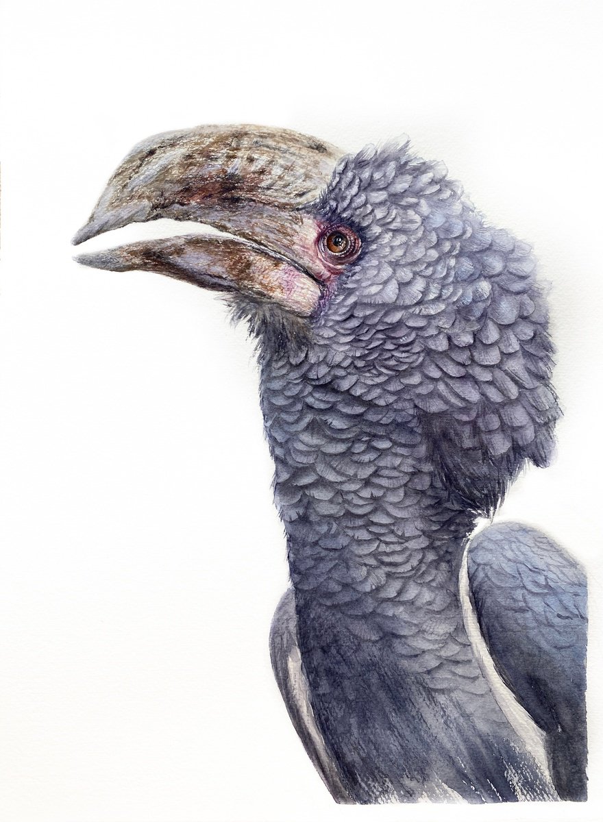 Photorealistic Watercolour , Grey-Cheeked Hornbill By Tetiana Savchenko, 11 X 15, Artwork For Sale On Artfinder