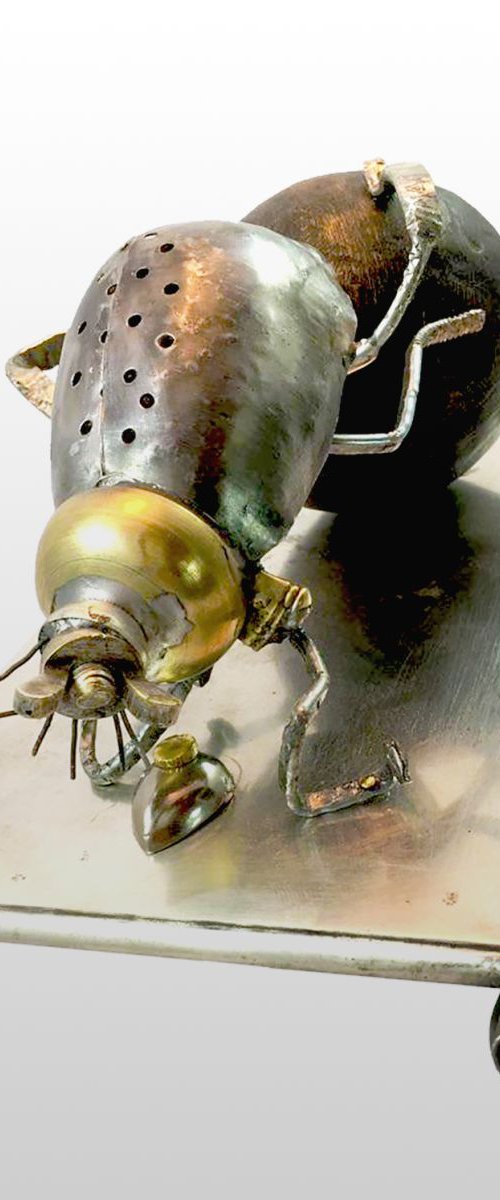 Dung Beetle by David Kofton
