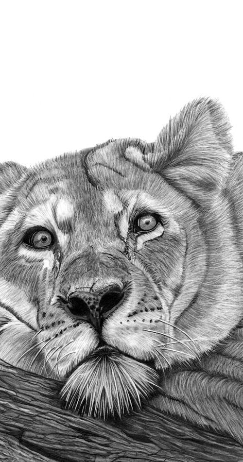 Resting Lion by Paul Stowe