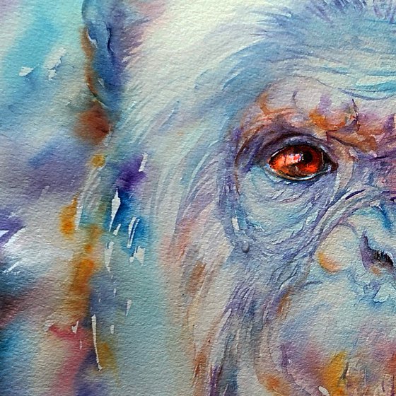 Blue Bonn_Chimpanzee