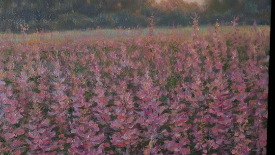 Sunset Over The Fireweed Field