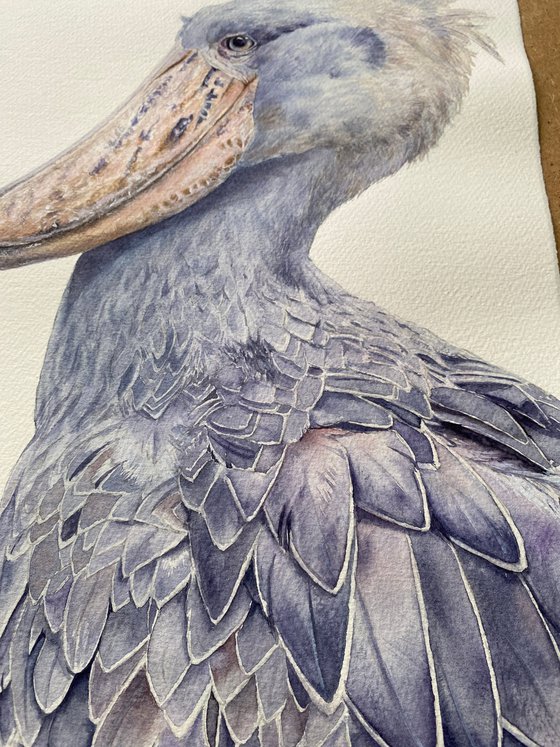 Shoebill bird portrait on white background