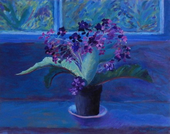 Streptocarpus On The Windowsill