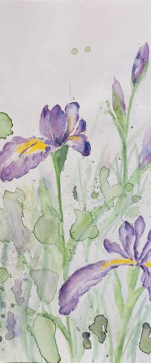 Purple Irises by Jing Tian