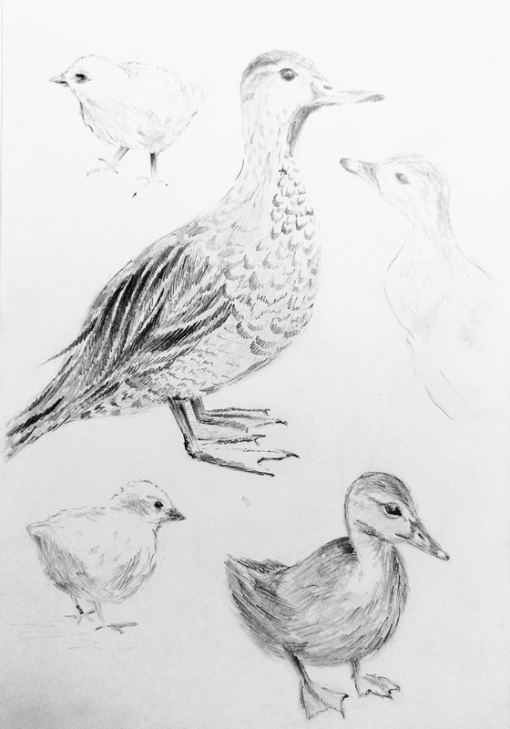 Birds. Original pencil drawing.