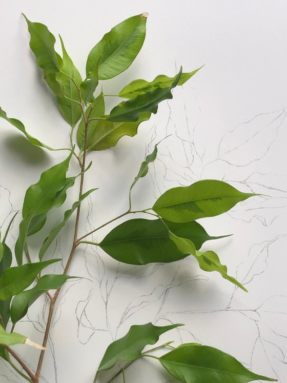 A branch of Benjamin's ficus.