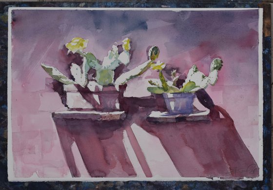 Cactuses
