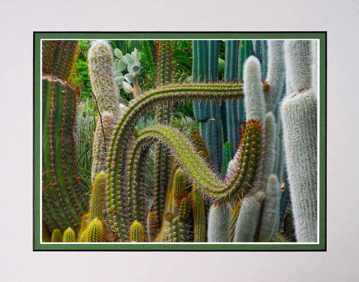 Cacti Collection by Robin Clarke