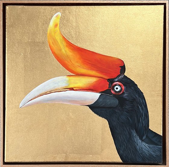 Rhinoceros Hornbill