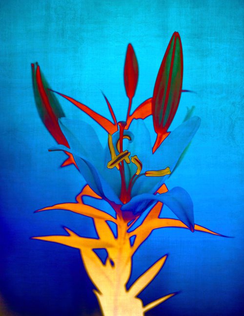 Blue flame Lilly by Sumit Mehndiratta