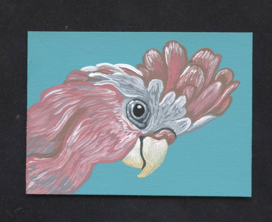 ACEO ATC Original Miniature Painting Australian Parrot Galah Cockatoo Pet Bird Art-Carla Smale