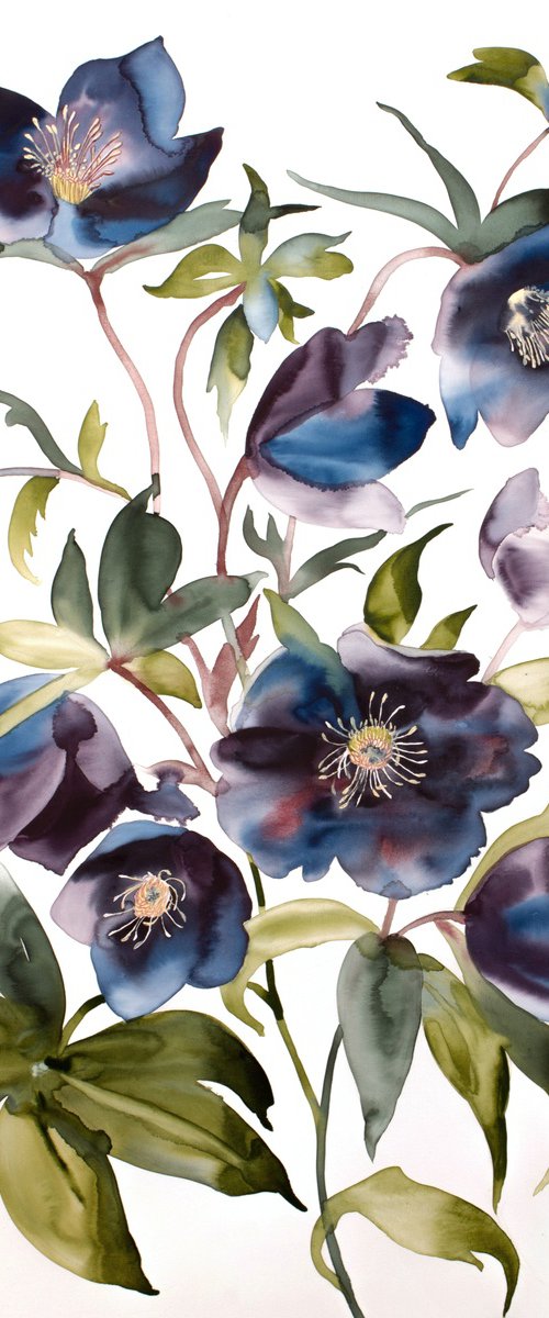 Hellebores No. 3 by Elizabeth Becker