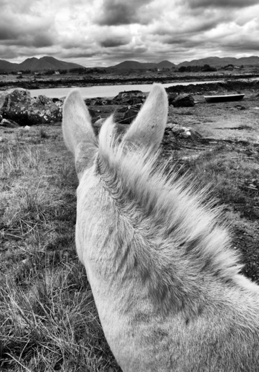 Photorealistic Landscape Photograph By Stephen Hodgetts Photography, 17 X 12", Connemara Donkey, Original Artwork