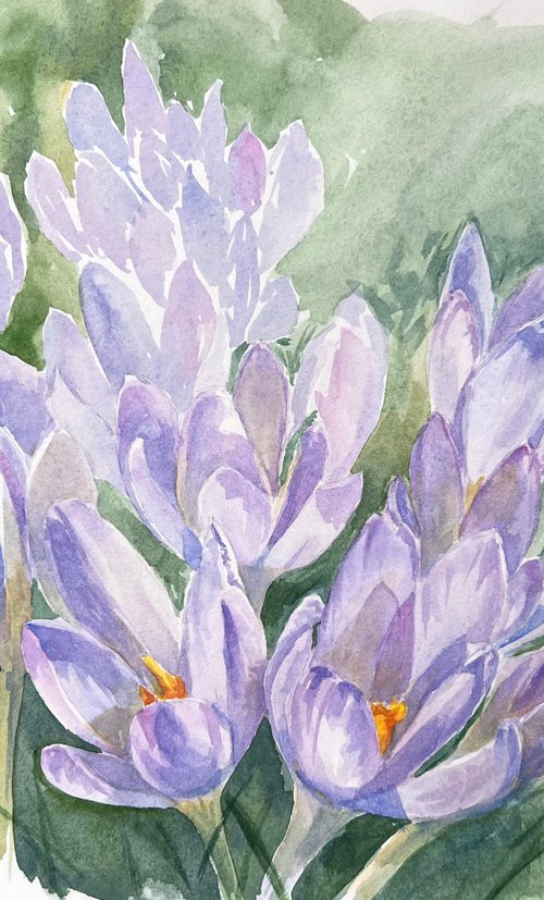 Delicate crocuses by Krystyna Szczepanowski