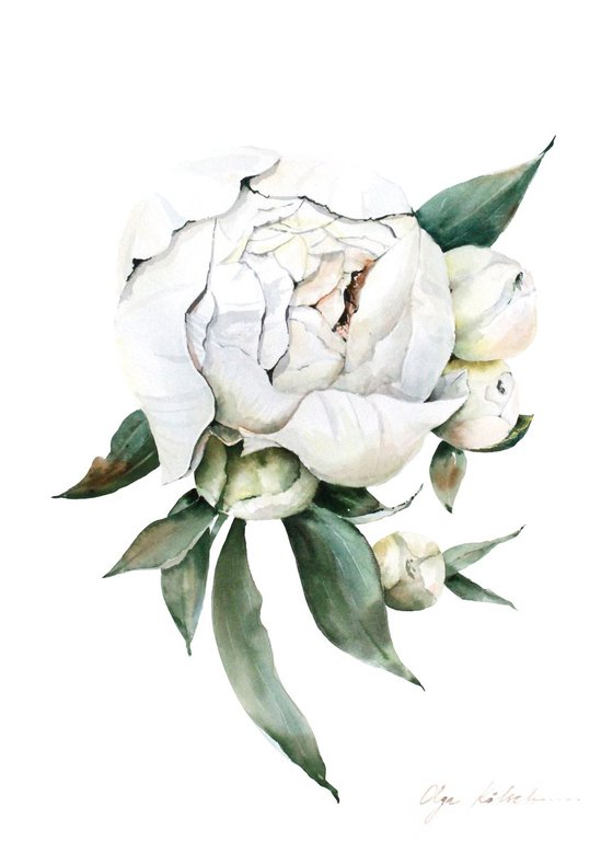 White Peony