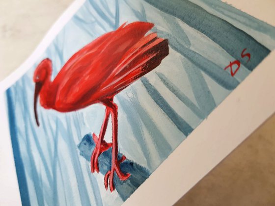 Scarlet Ibis sitting