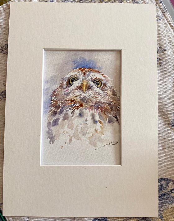 Little Owl Cheerio