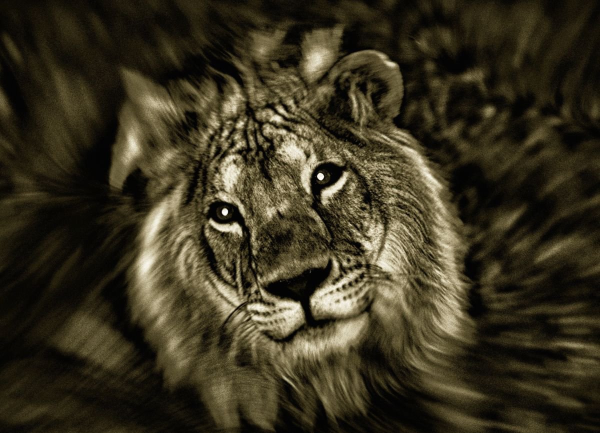 Abstract Animal Photograph By Marc Ehrenbold, 40 X 30", Jungle King, Original Artwork