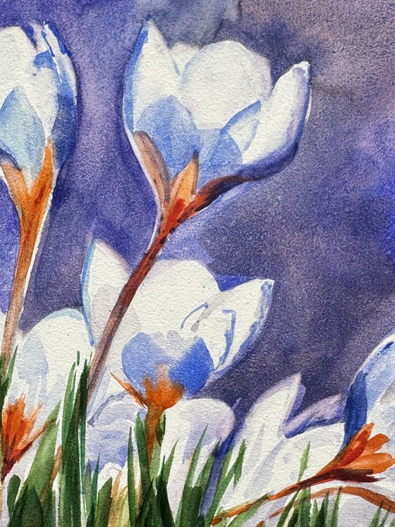 Aqua: Crocuses Before Spring