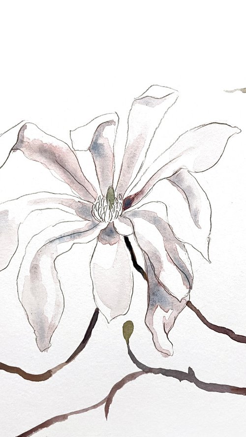 Magnolia Study No. 6 by Elizabeth Becker