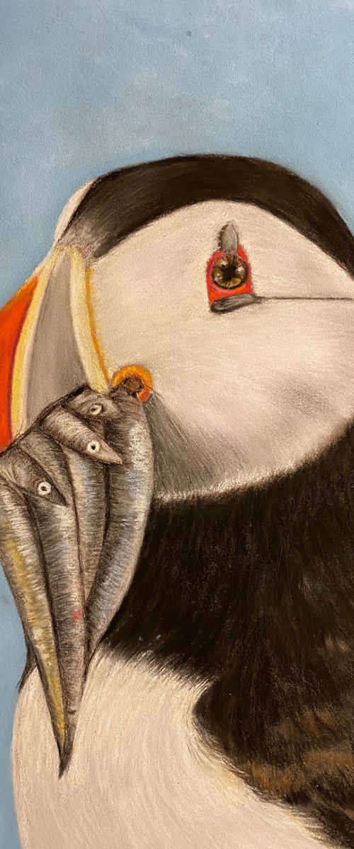 Puffin by Maxine Taylor