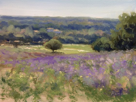 lavender field near Grignan