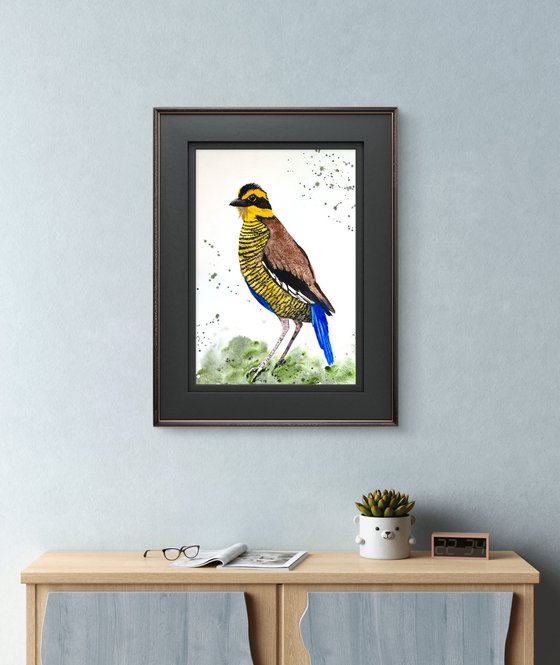 Wil bird Bornean Banded Pittta