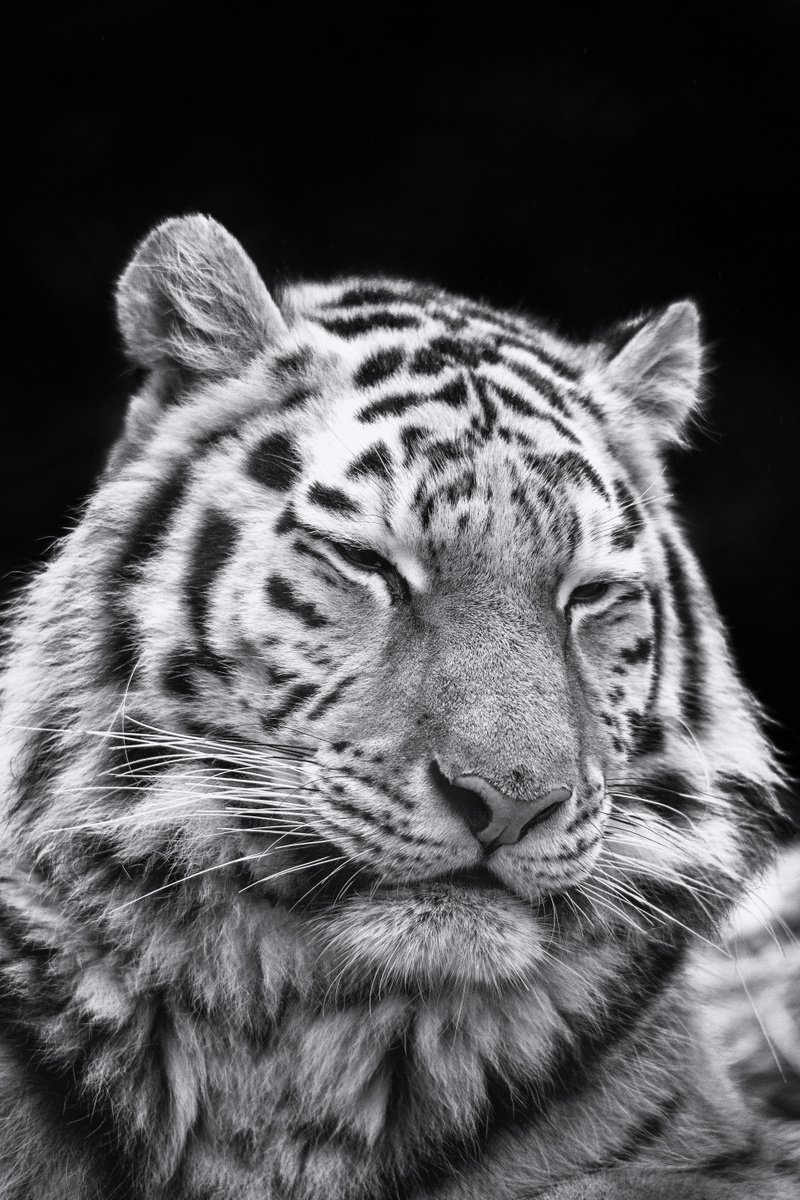 Photorealistic Photograph , Resting Tiger By Paul Nash, 16 X 24, Artwork For Sale On Artfinder