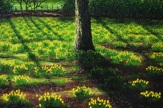 A field of Golden Daffodils