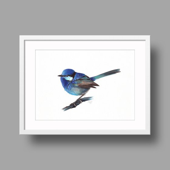 Splendid Fairywren