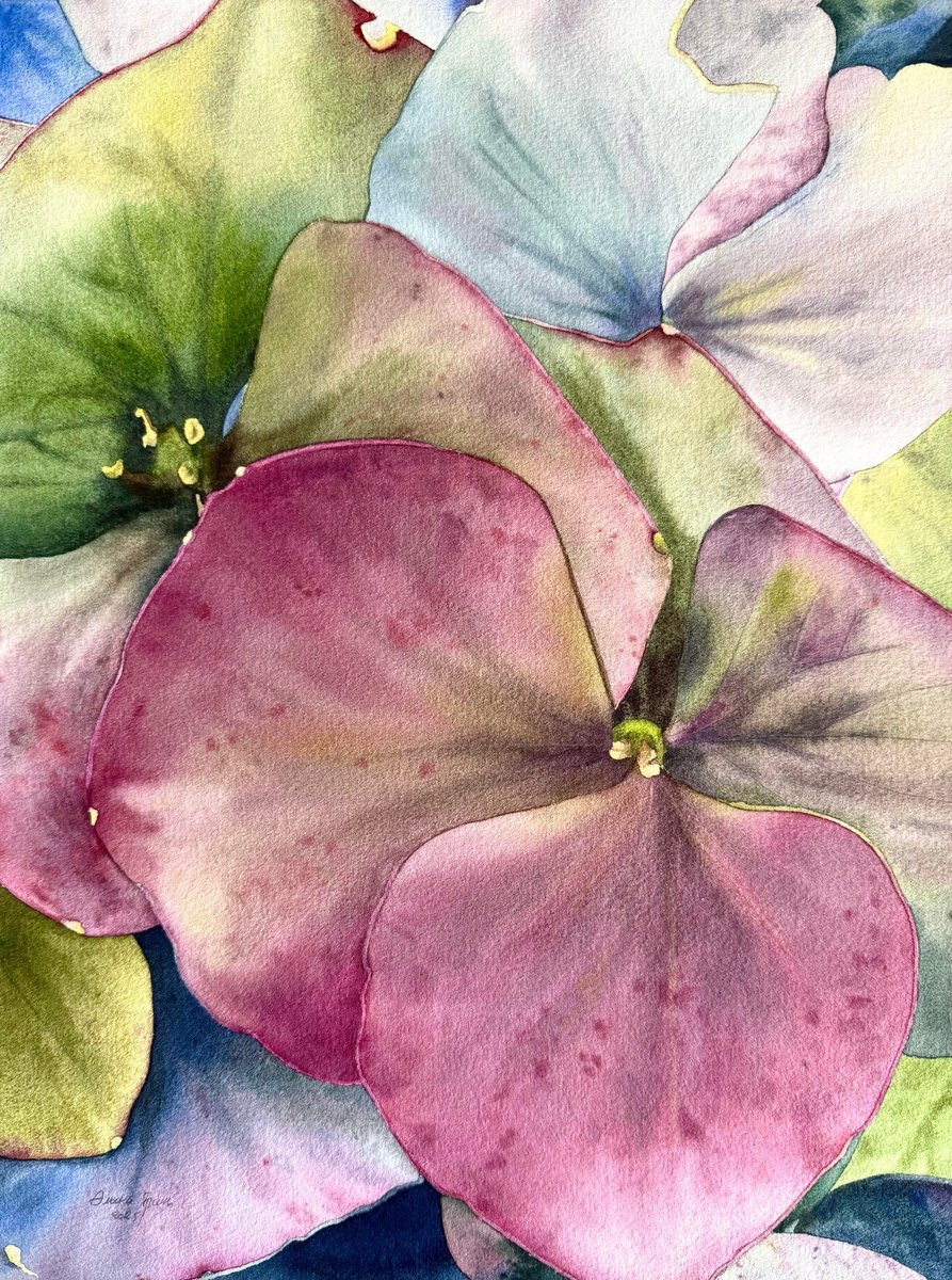 Photorealistic Botanical Watercolour By Alona Hryn, 12 X 16, Chameleon Hydrangea From Keukenhof, Original Artwork